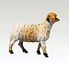 Schaf stehend Blick nach rechts