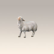 Krippenfigur · Schaf stehend geradeaus schauend Nr. 800131