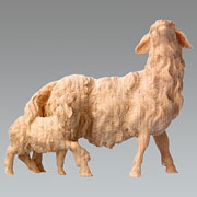 Vergrößern Schaf mit Lamm hinten